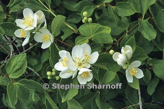 philadelphus lewisii 2 graphic